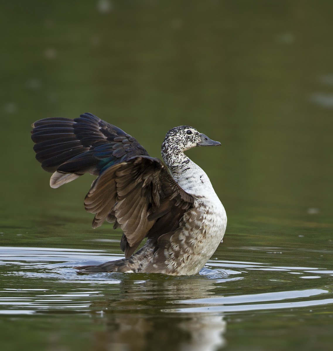 Knob-billed Duck - ML504290501