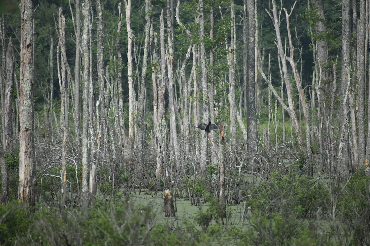 Anhinga d'Amérique - ML504291411