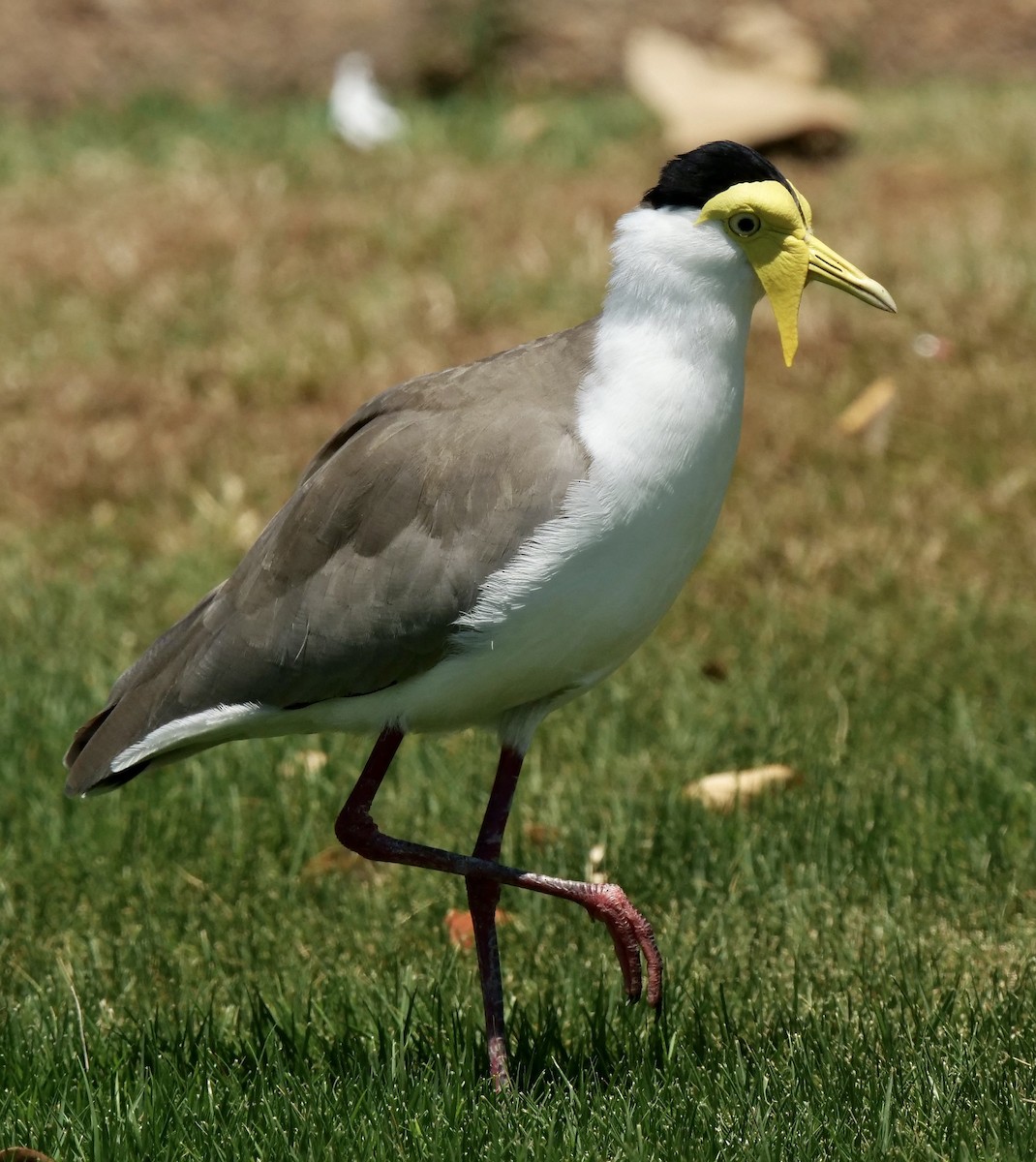 Masked Lapwing - ML504291581