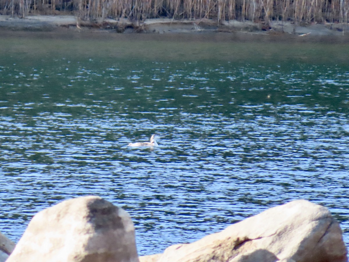 Common Loon - ML504294121