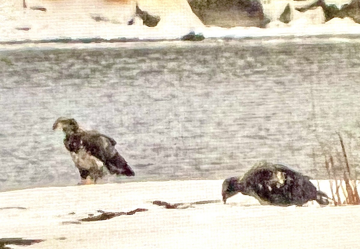 Bald Eagle - ML504295761