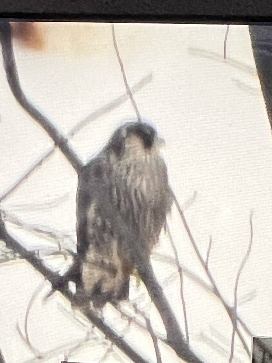 Peregrine Falcon - ML504295871