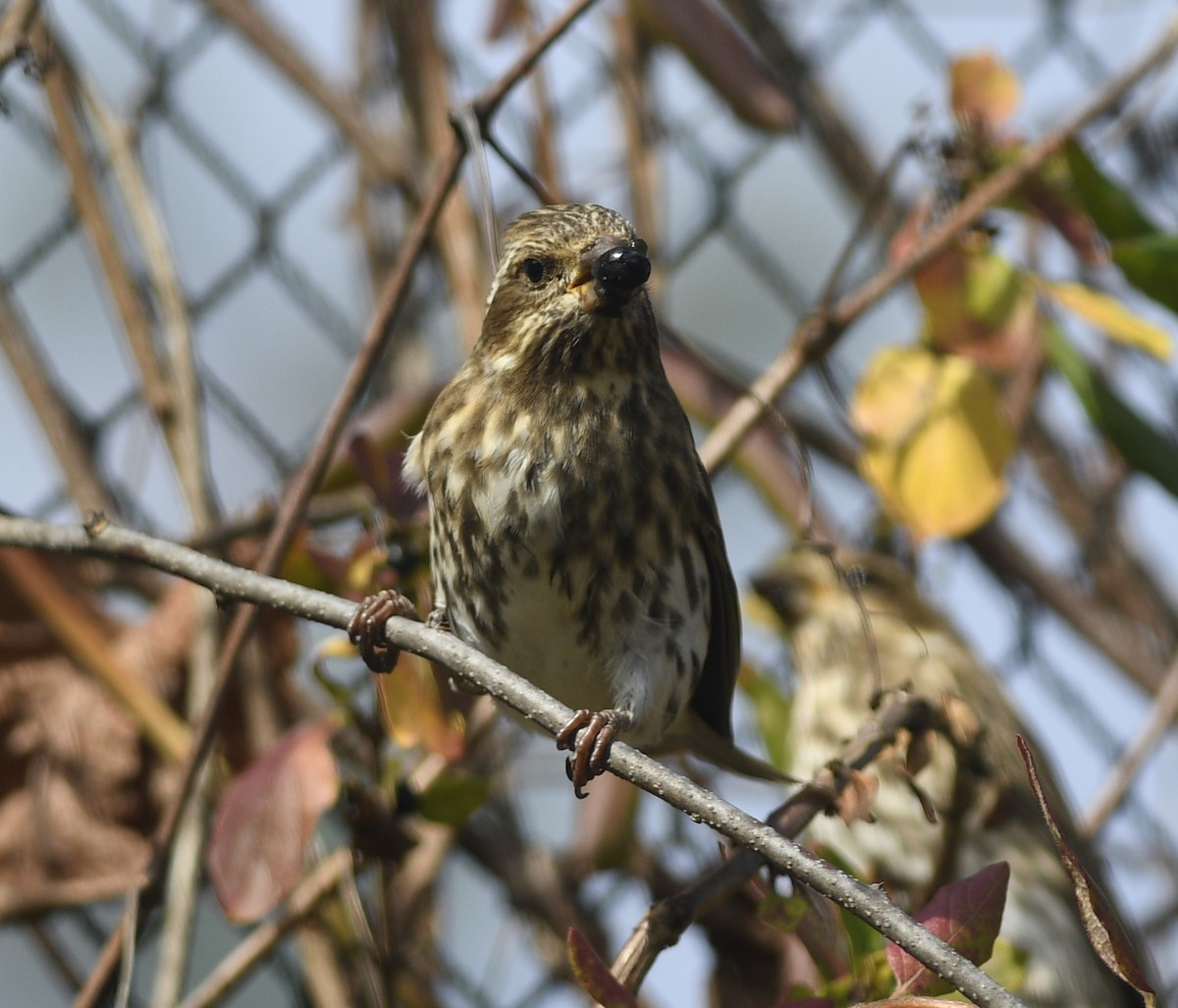 Purple Finch (Eastern) - ML504298171