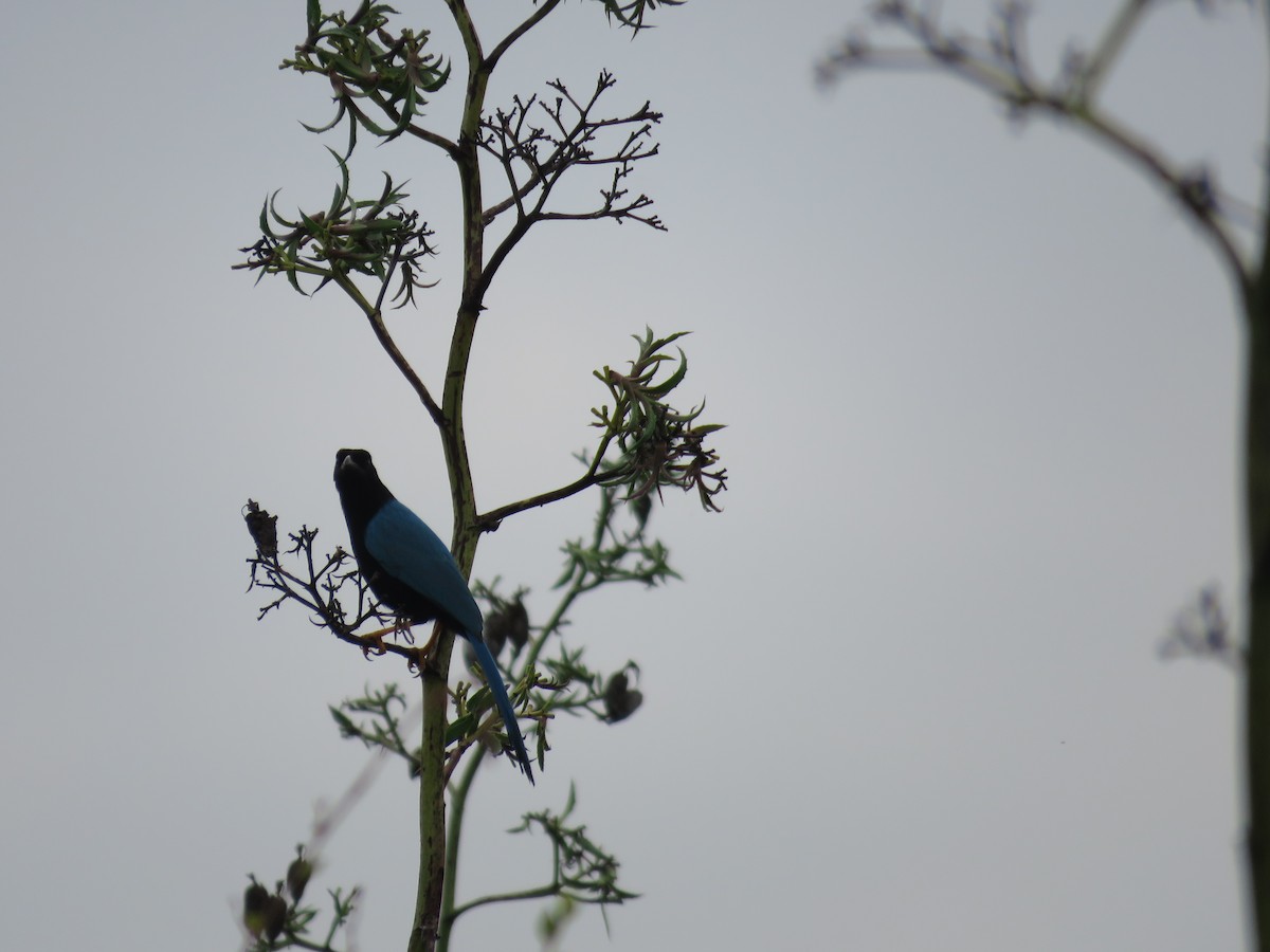 Yucatan Jay - ML504298241