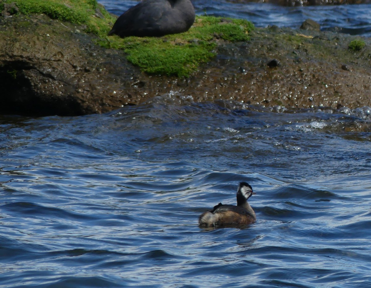 White-tufted Grebe - ML504299041