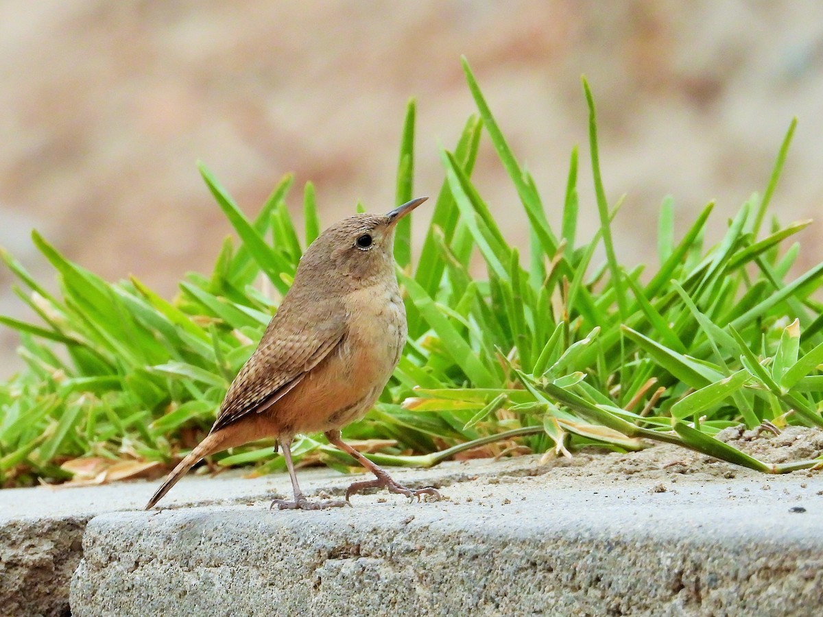 House Wren - ML504300131