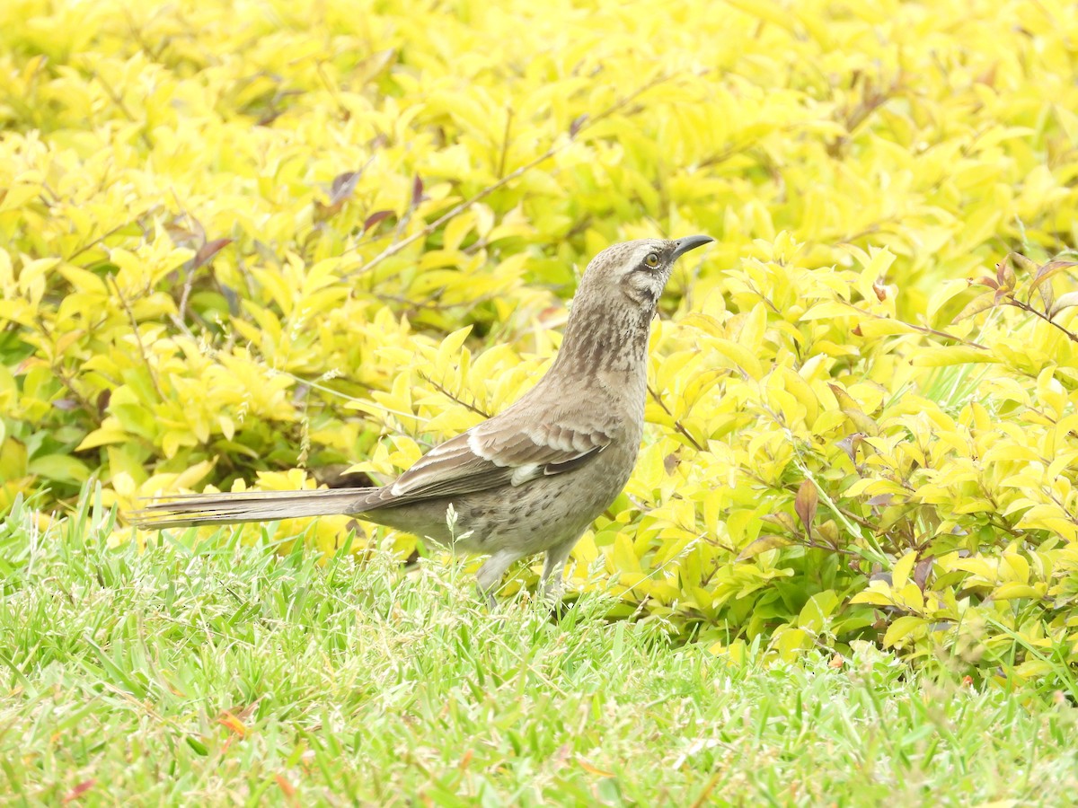 Long-tailed Mockingbird - ML504300241