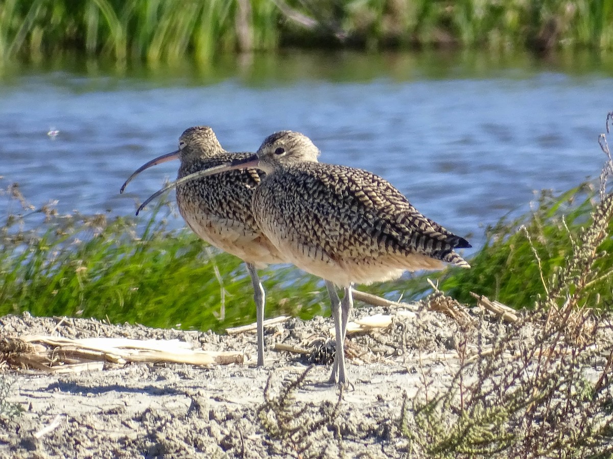 Long-billed Curlew - ML504301531