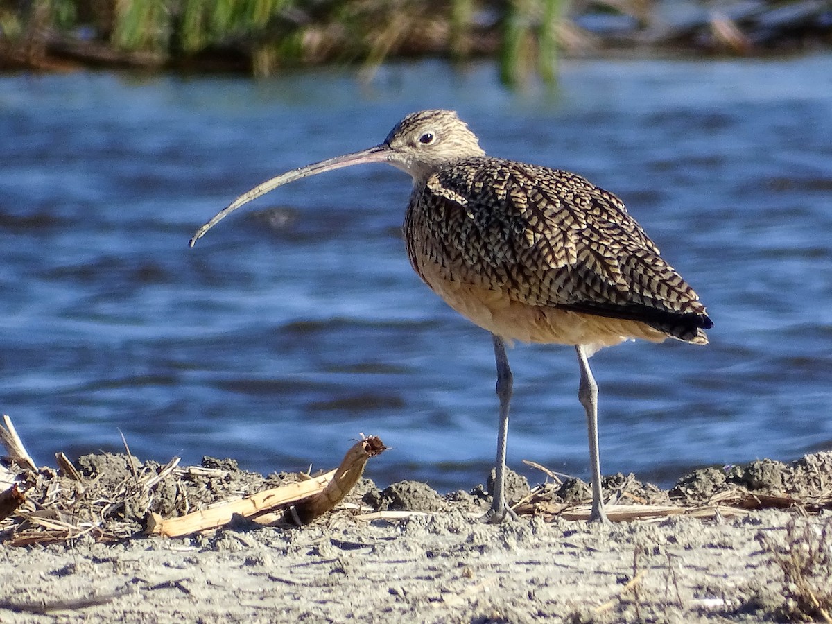 Long-billed Curlew - ML504301591