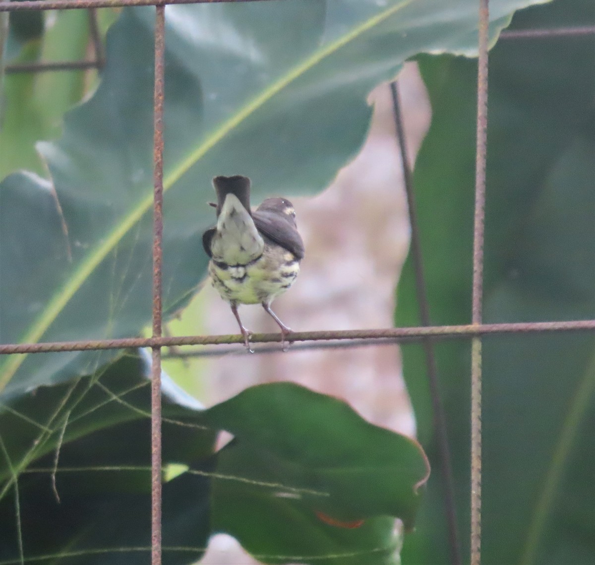 Northern Waterthrush - ML504302111