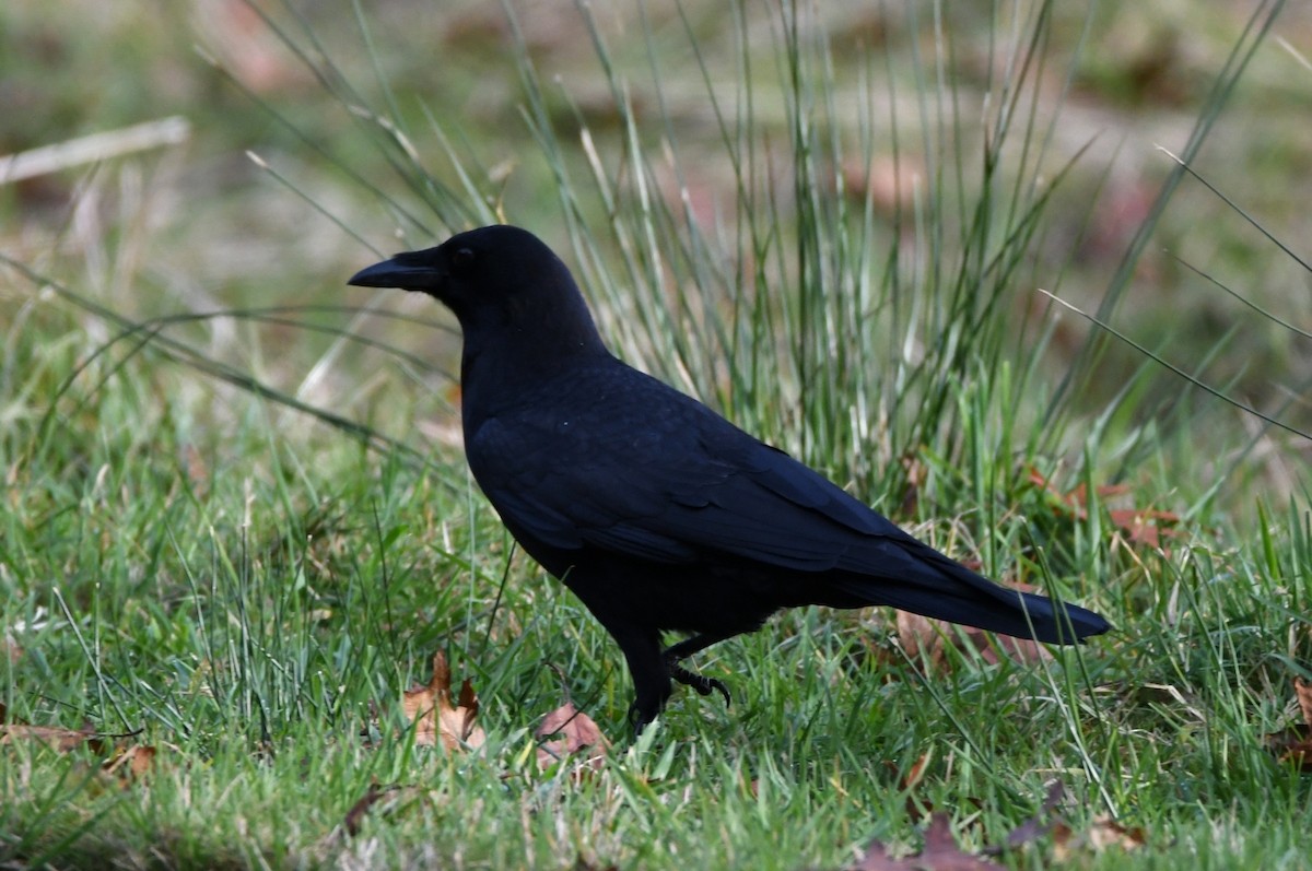 American Crow - ML504303001