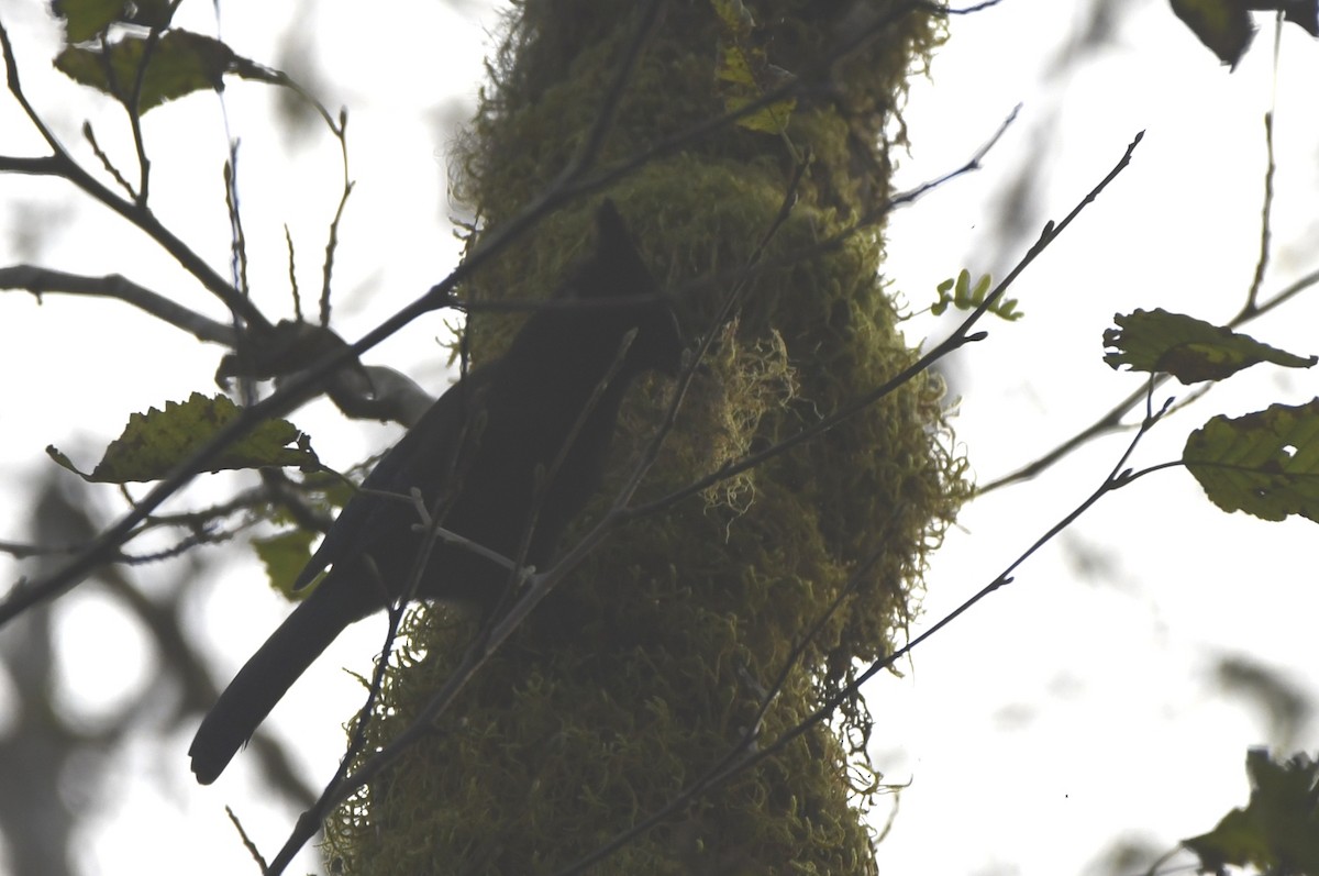 Steller's Jay - ML504303021