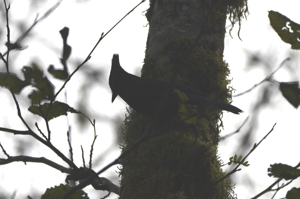 Steller's Jay - ML504303031