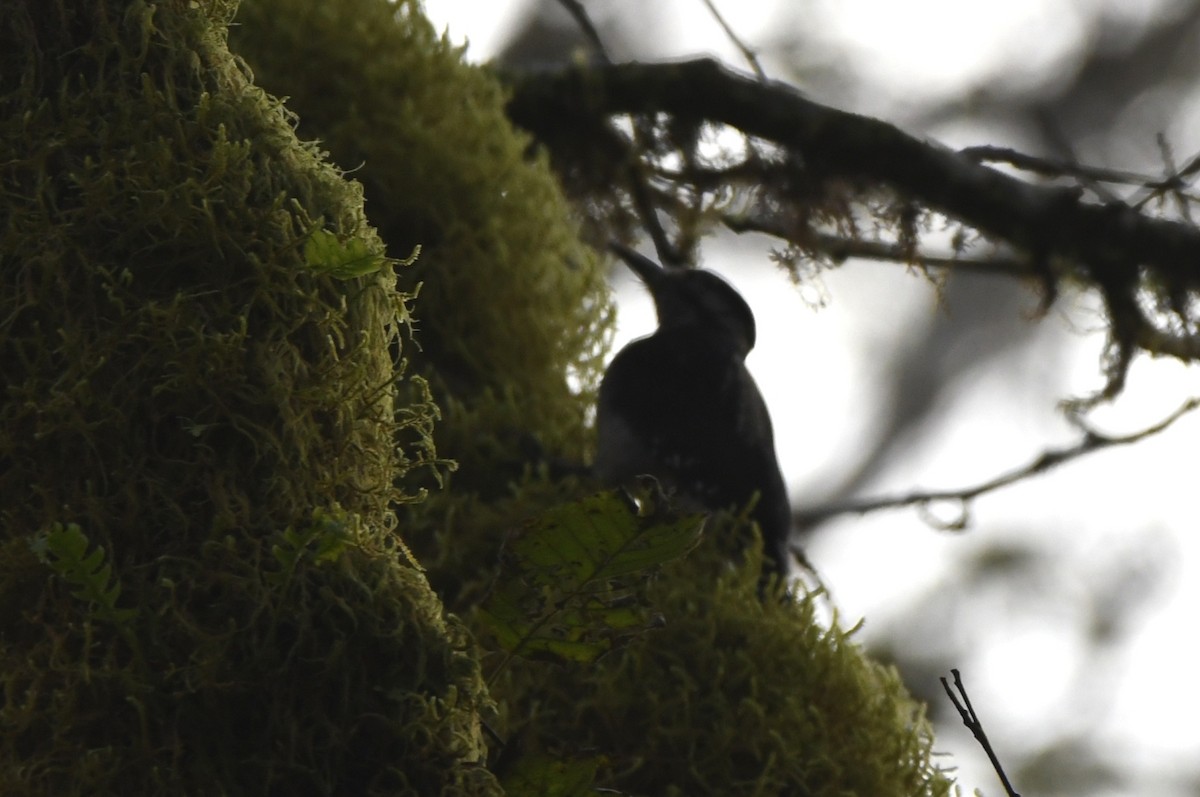 Hairy Woodpecker - ML504303081