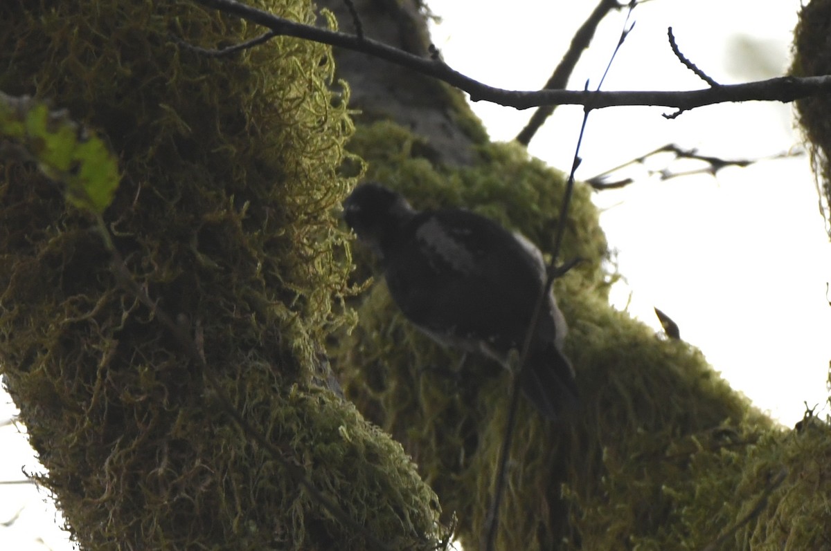 Hairy Woodpecker - ML504303121