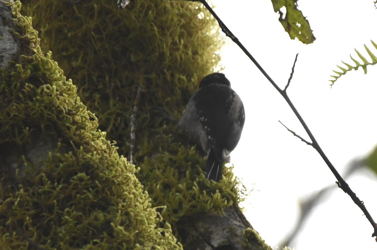Hairy Woodpecker - ML504303131