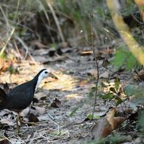 White-breasted Waterhen - ML504303661