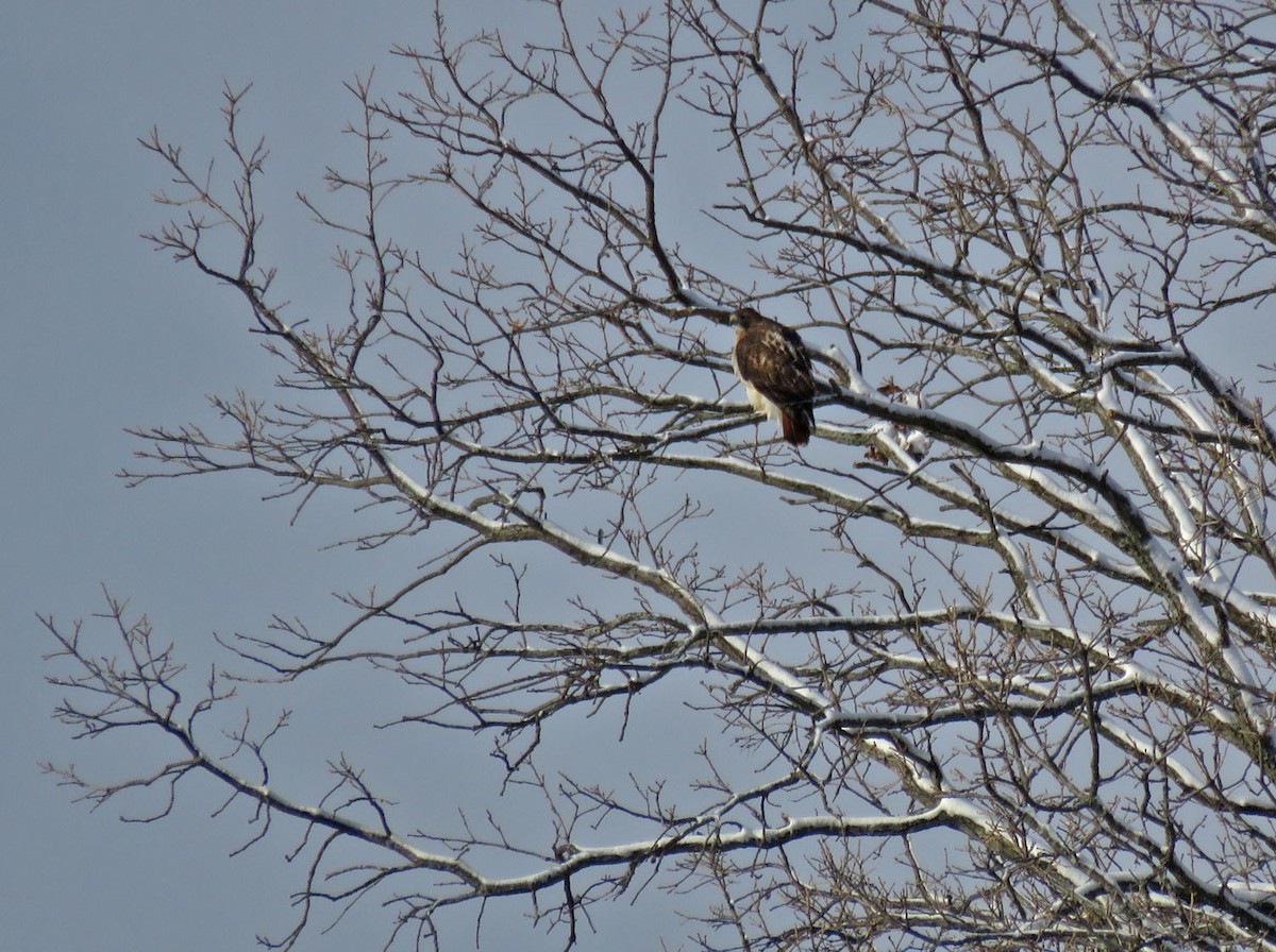 Red-tailed Hawk - ML504307621