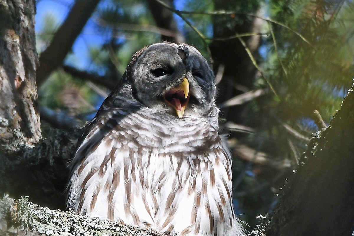 Barred Owl - ML504309451