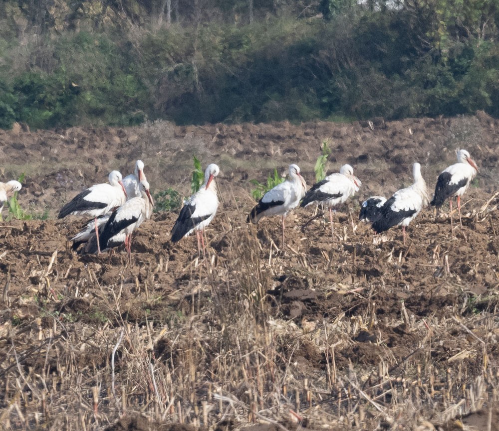 White Stork - ML504309701