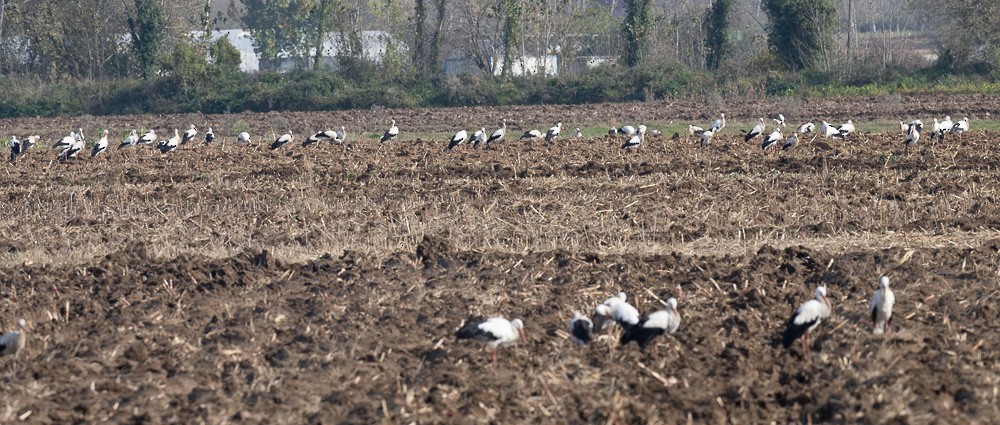 White Stork - ML504309711