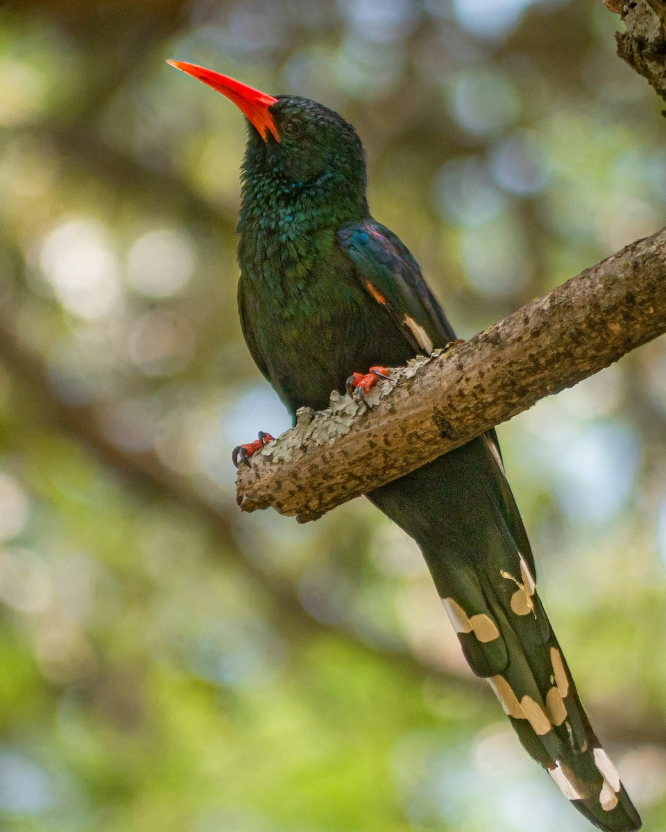 Green Woodhoopoe - ML504310441