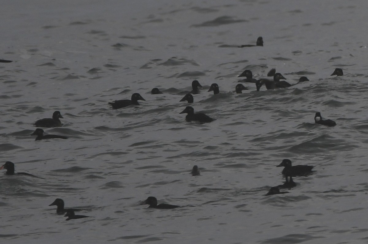 White-winged Scoter - ML504311321