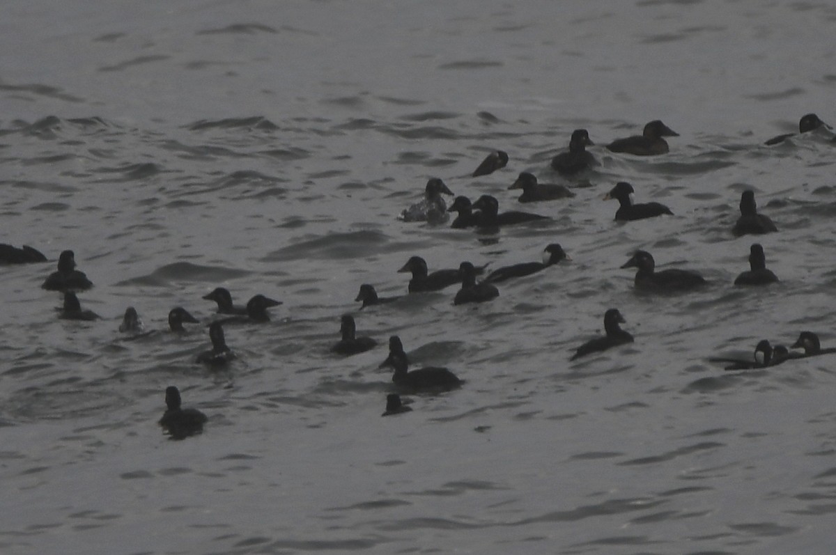 White-winged Scoter - Kevin Smith