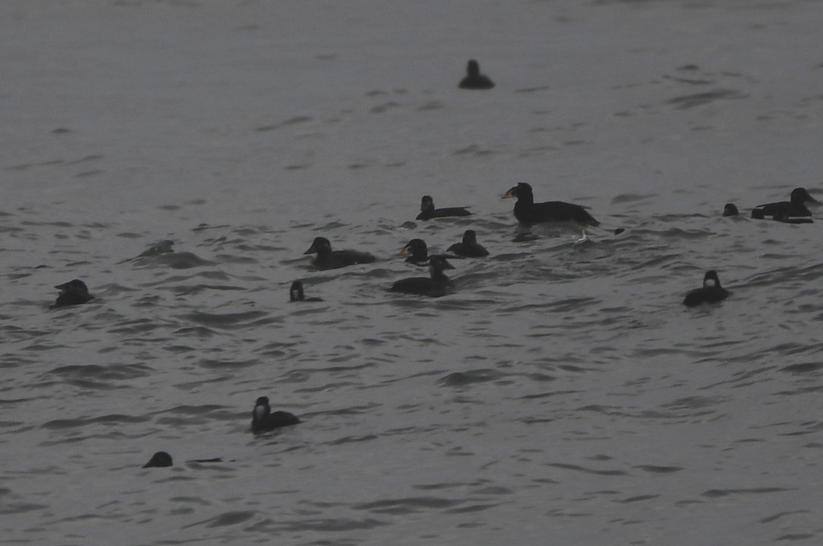 Surf Scoter - ML504311381