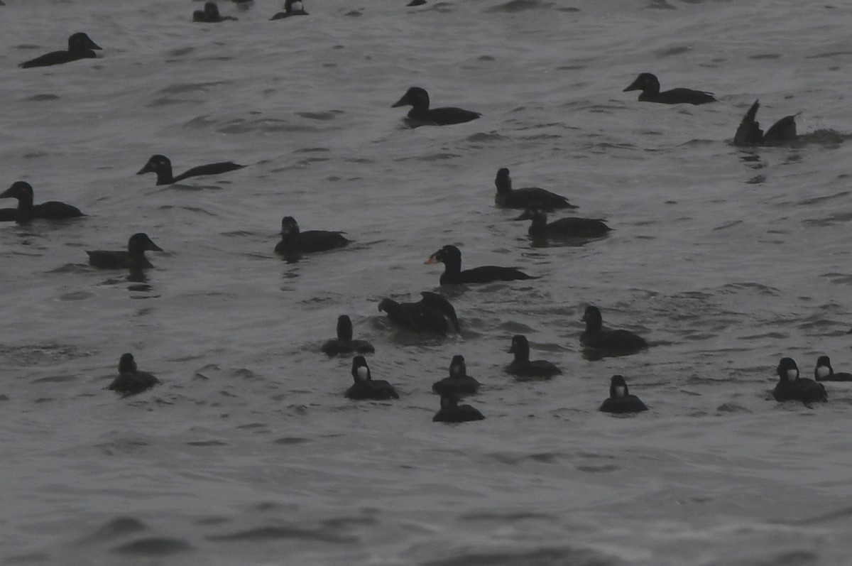 Surf Scoter - ML504311401