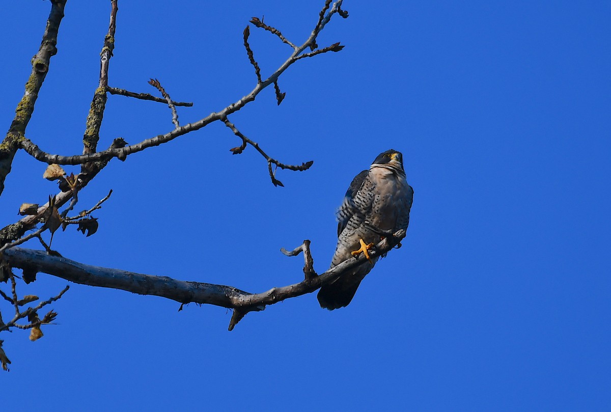 Эгэл шонхор - ML504311571