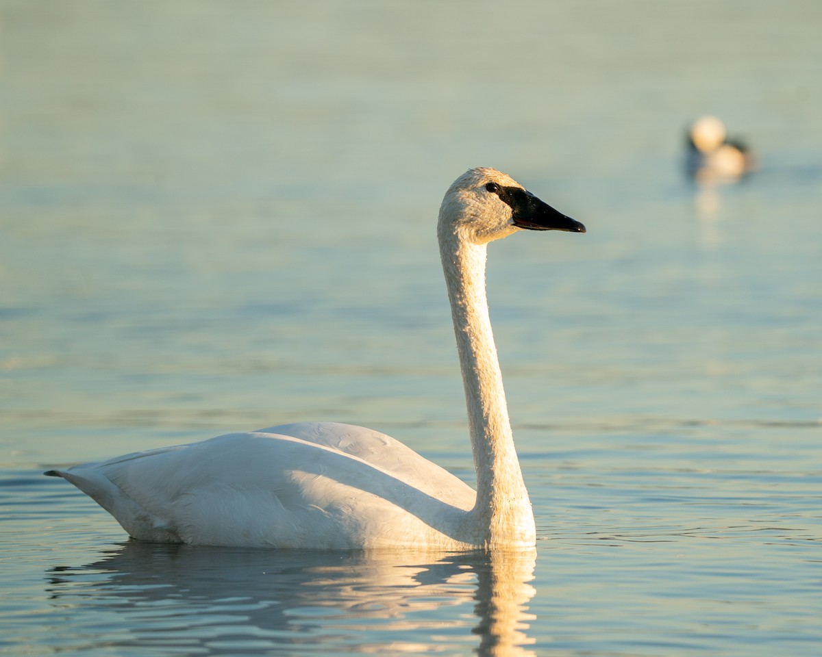 Trumpeter Swan - ML504313331