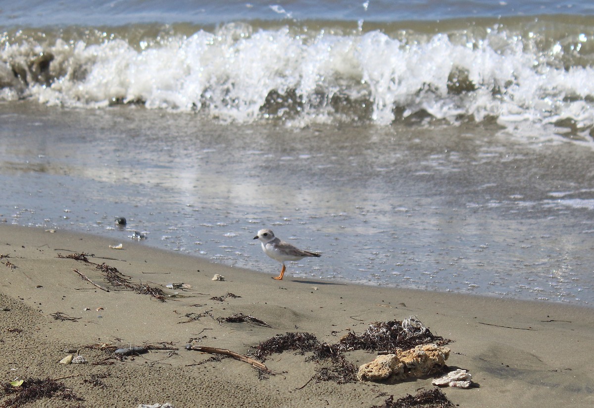 Piping Plover - ML504315291