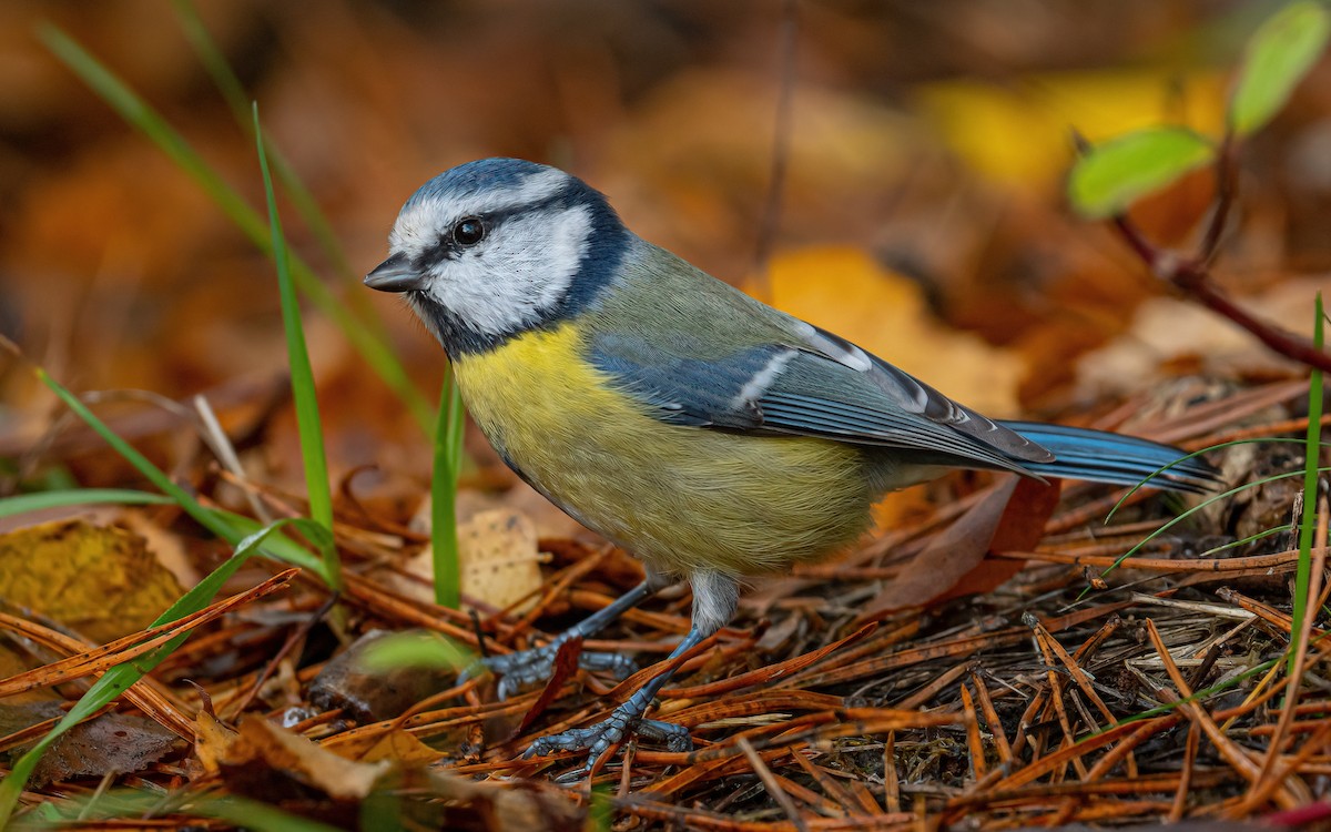 Mésange bleue - ML504316321