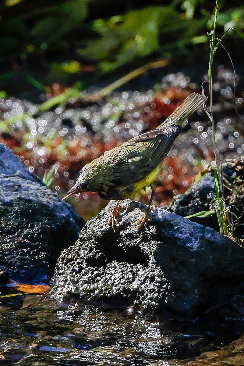 new world warbler sp. - ML504317971