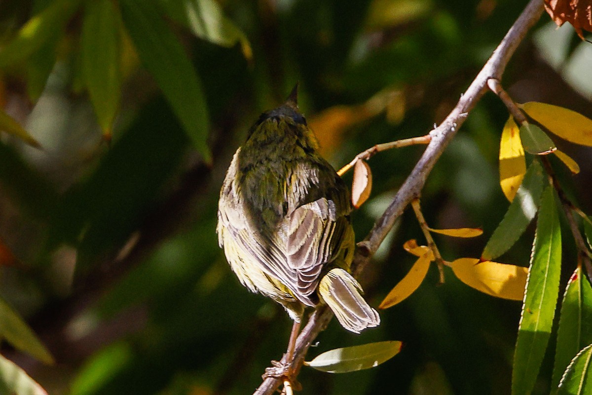 new world warbler sp. - ML504318071