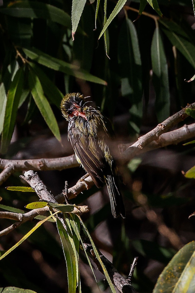 new world warbler sp. - ML504318231