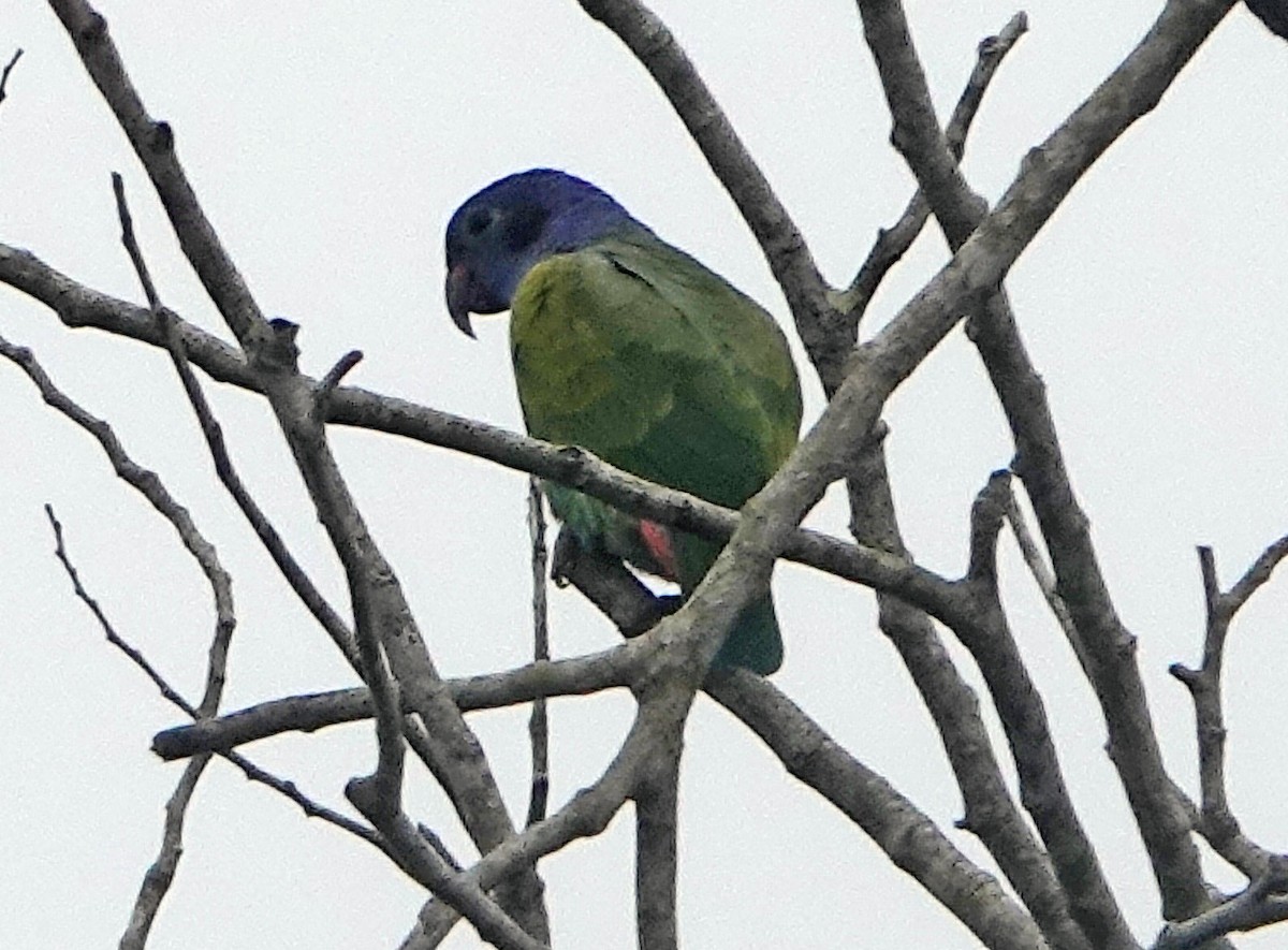 Blue-headed Parrot - ML504318371