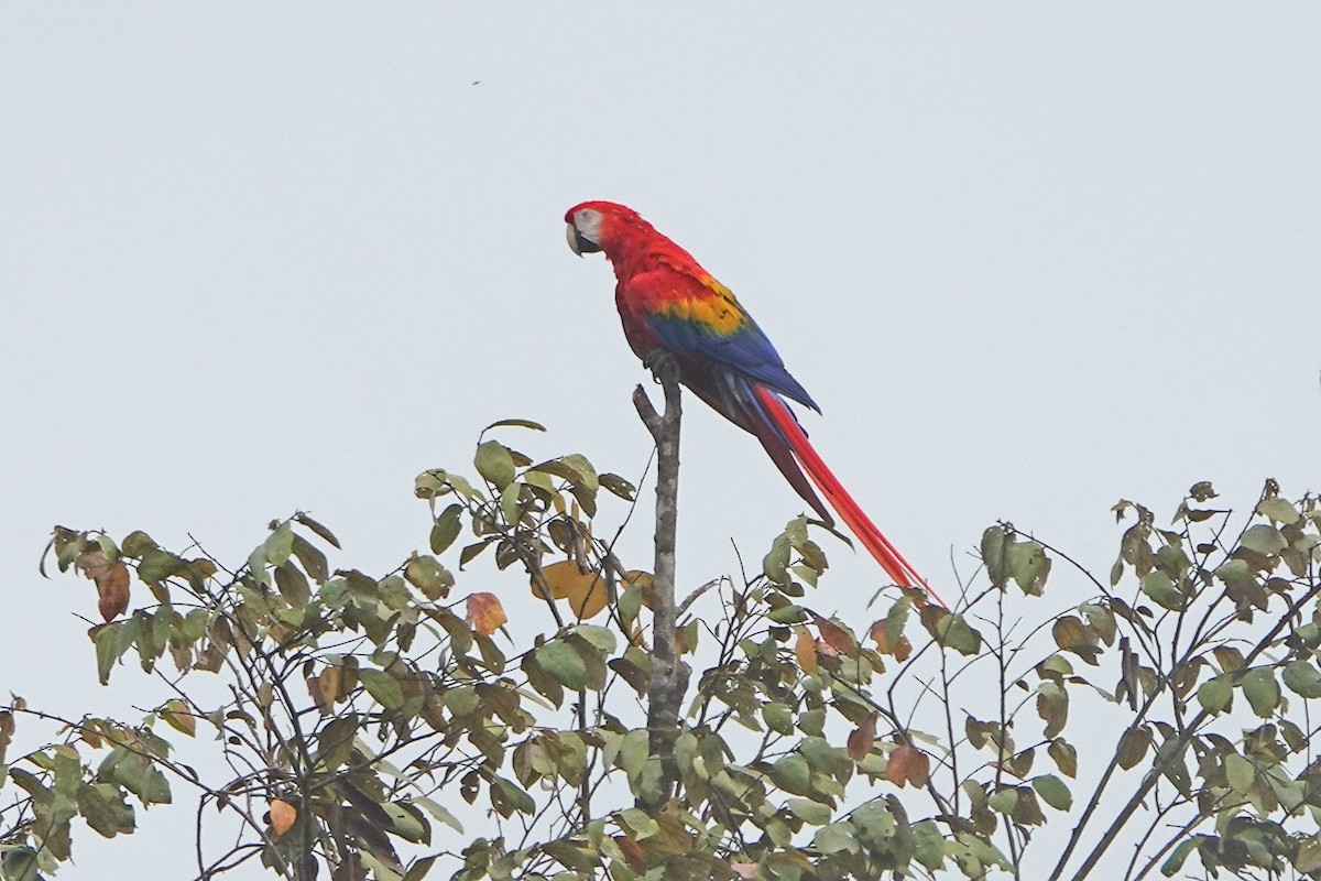 Scarlet Macaw - ML504318691