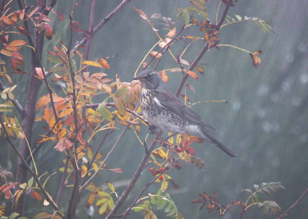 Fieldfare - Alexandre Dolgner