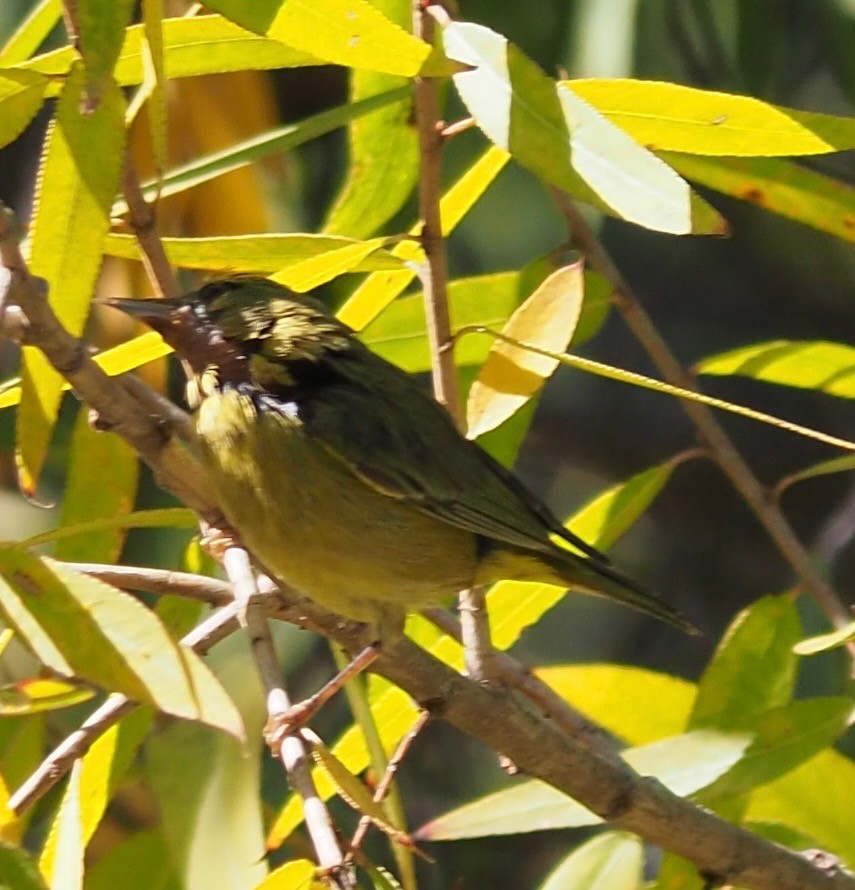 new world warbler sp. - ML504319011