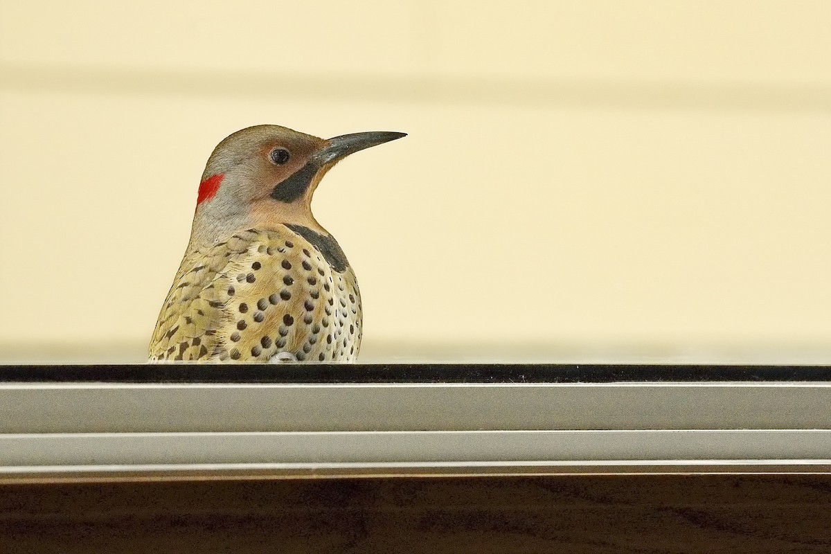 Northern Flicker (Yellow-shafted) - ML504319431