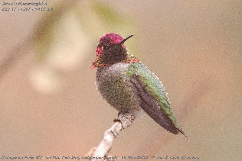 Anna's Hummingbird - ML504319461