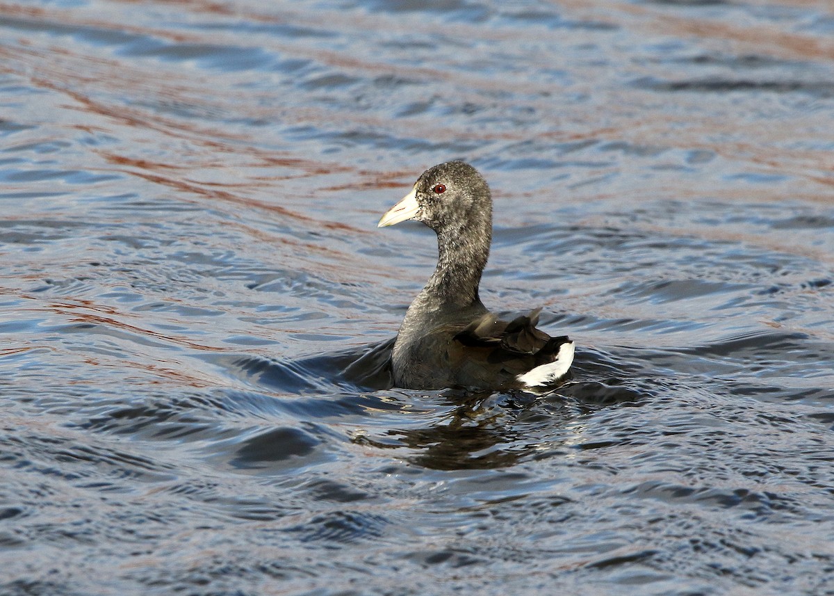 American Coot - ML504320241