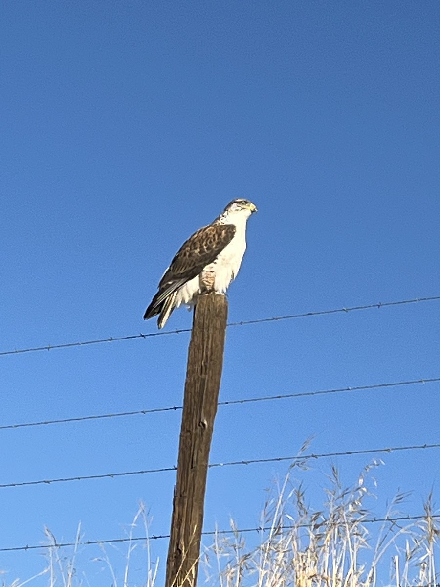 Ferruginous Hawk - ML504322261