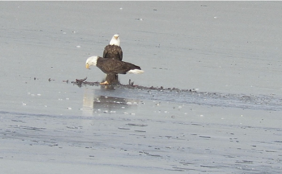 Bald Eagle - ML504322711