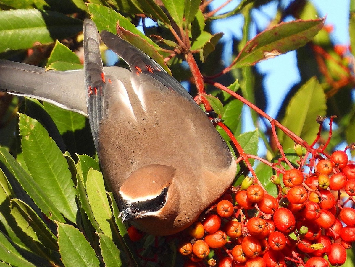 Cedar Waxwing - ML504322771