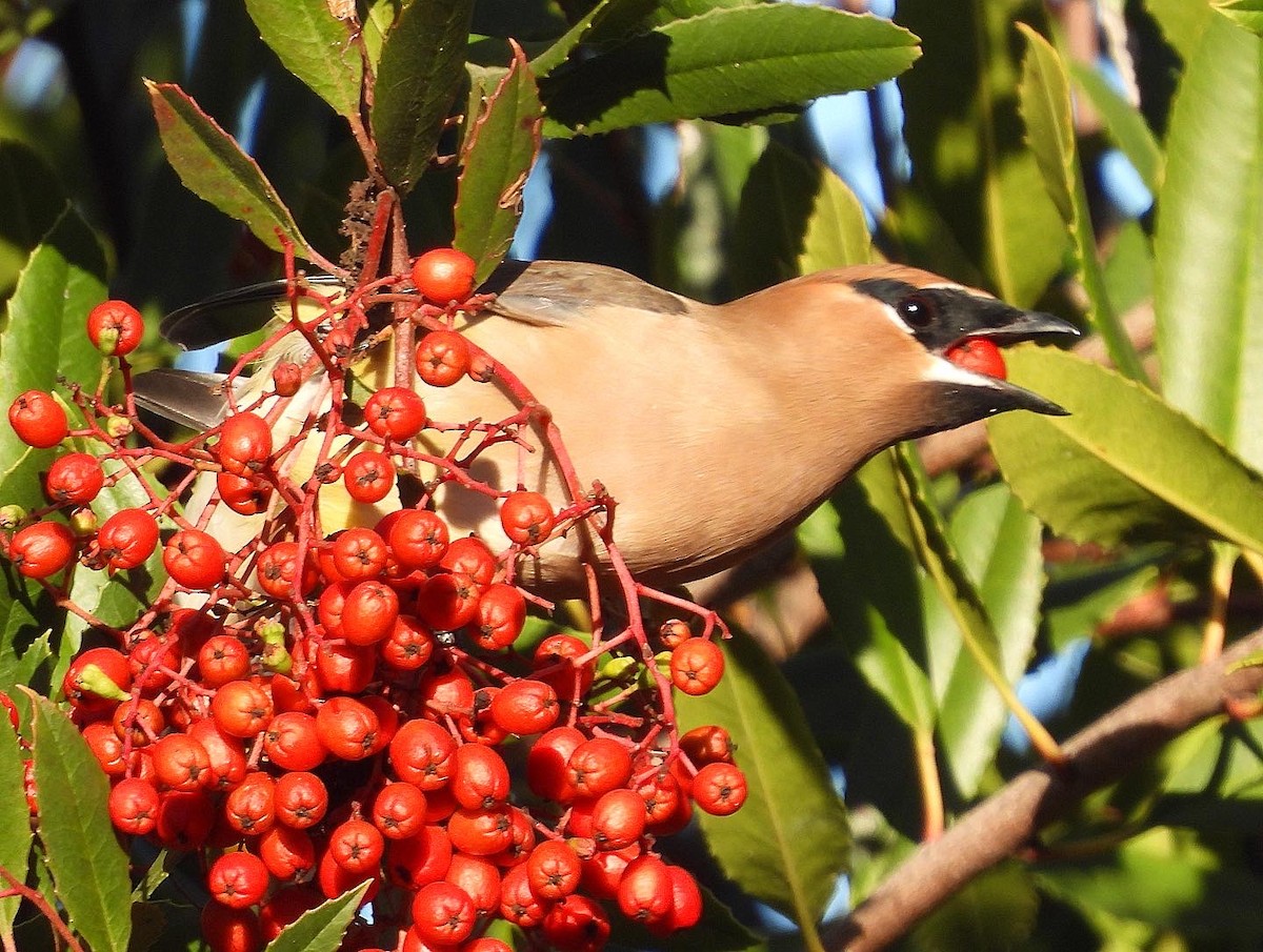 Cedar Waxwing - ML504322801