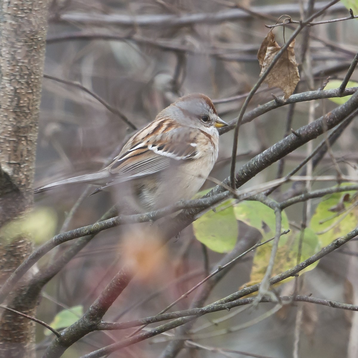 American Tree Sparrow - ML504322811