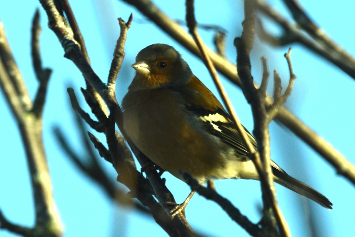 Common Chaffinch - ML504323171